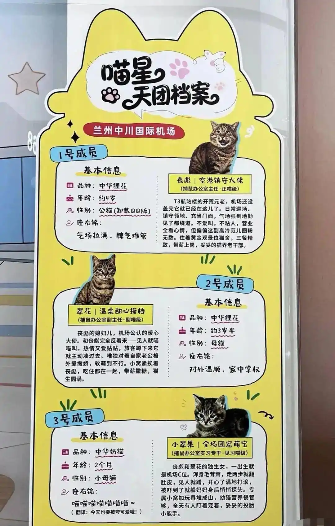 兰州机场“捕鼠办”是一家三口_中川机场收养流浪猫新闻_兰州中川机场捕鼠办狸花猫